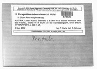Phragmidium tuberculatum image